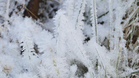 Frozen Grass Covered with Ice Crystals
