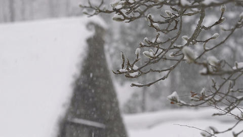 Winter Tree,snow fall,in Toyama,,Japan_3