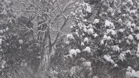 Snow falling on the forest,in Toyama,Japan