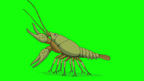 Crayfish 4K chroma key animation GIF 29965806 | MotionElements