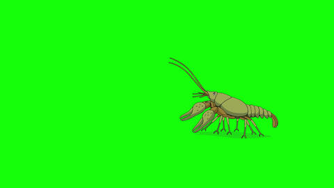 Crayfish 4K chroma key animation 애니메이션 GIF 29965736 | MotionElements