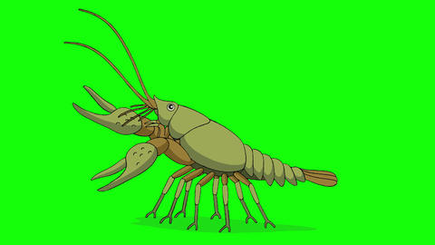 Crayfish 4K chroma key animation GIF 29965710 | MotionElements