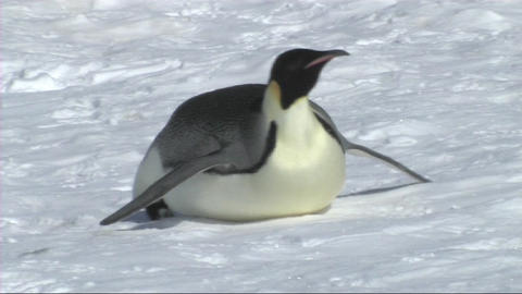 Emperor penguin sliding on its belly