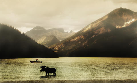 Moose in the morning
