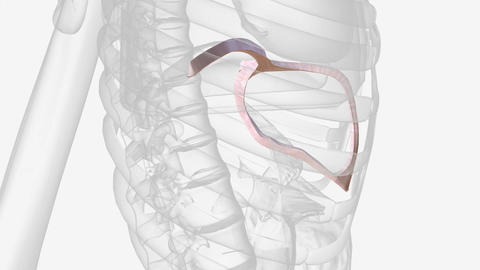 Peritoneum Anatomy Animation