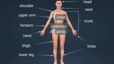 Human Female Body Parts