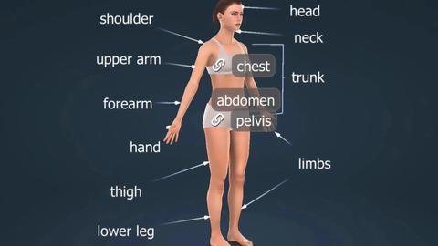 Human Female Body Structure
