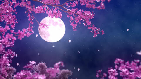 ネイト・ジョルジオ、【CHERRY BLOSSOM LOVE】 ネイト・ジョルジオ、【CHERRY BLOSSOM LOVE】