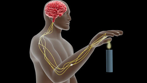 Biomedical animation of pain perception thresho Animated GIF 30425155 ...