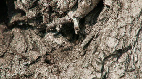 4K Ants on Tree Bark Spring
