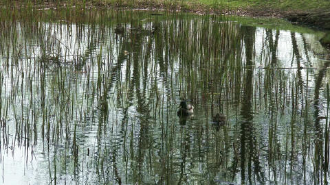 4K Dabbling Duck Couple Drake and Hen in Pond 1