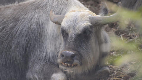 Cow in Tama Zoo,Tokyo,Japan