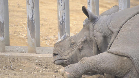 Sleeping Rhinoceros in Tama Zoo,Tokyo,Japan