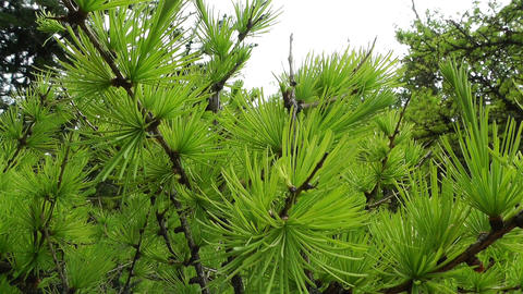 Fresh Spring Pine Tree Leaves 2 handheld