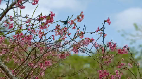 Sky☆blossom様 ご確認用 Swinging Strawberry Garden JSK by Baby, the Stars Shine Bright