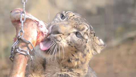 Snow leopard in Tama Zoo,Tokyo,Japan