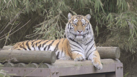 Tiger in Tama Zoo,Tokyo,Japan