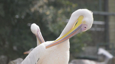 Birds in Tama Zoo,Tokyo,Japan
