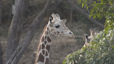 Giraffe in Tama Zoo,Tokyo,Japan