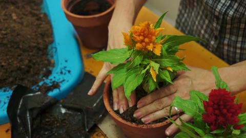 Female Gardener Transferring Plant High Angle