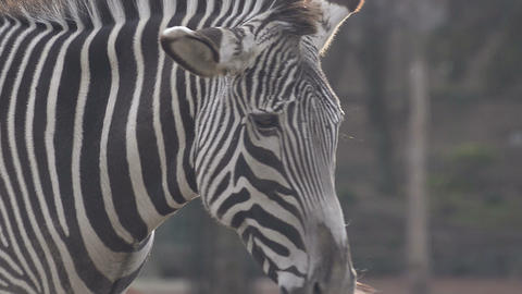 Zebra in Tama Zoo,Tokyo,Japan