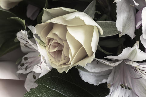 Beautiful rose flower in a bouquet close-up