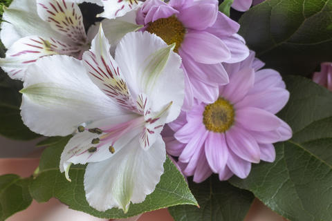 Beautiful flowers Amaryllis in a bouquet of chrysanthemums