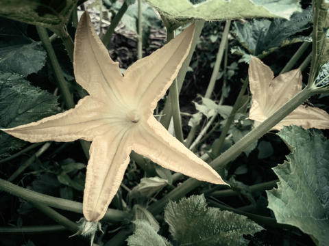 Pumpkin flower in the field