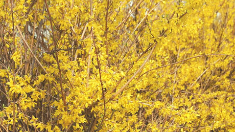 Forsythias