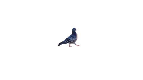 Rock dove pigeon walking side view cutout photo, isolated city bird on transparent PNG