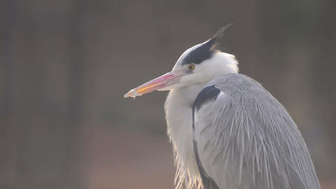 Birds in Tama Zoo,Tokyo,Japan