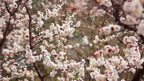 Tree Flowers In Rain