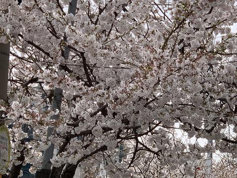 Cherry blossoms, spring, cherry trees, spring day, flowers, warm, pretty, colorful, fragrant, season