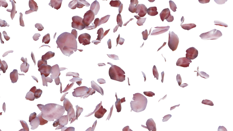 Cherry Blossom Falling