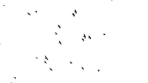 Slow motion Flock of black Crows flies f 애니메이션 GIF 31334428 ...