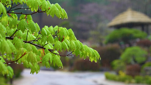 The sound of rain falling on leaves