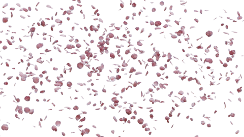 Cherry Blossom Falling