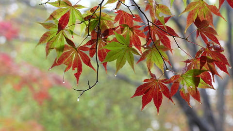The sound of rain falling on leaves in autumn