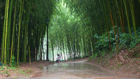 The sound of rain and thunder in the bamboo forest