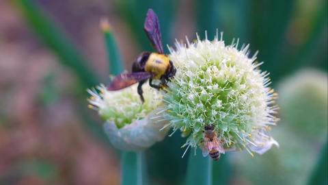 Bumblebees and Bees