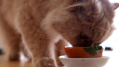 Cat drinking water