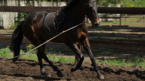 Bay horse running in a circle on the arena