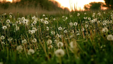 dandelion field at sunrise. twilight, dew, frost