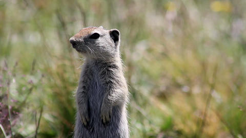Prairie Dog Montage