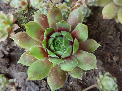 Sempervivum close-up, houseleek with light green and pink colored leaves