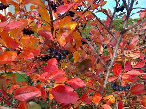 Aronia melanocarpa Bright red leaves of black chokeberry Aronia melanocarpa