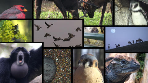 Animal Montage 2
