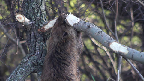 Beaver Eating Montage