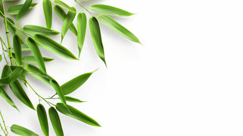 Green bamboo with leaves isolated on white background with clipping path and