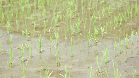 Close up shot, rice seedlings at flooded rice pad GIF 動畫 33248255 ...